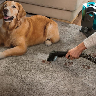 Conga 3000 CarpetClean, 400W
